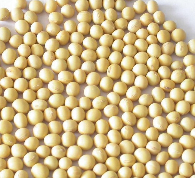 廠家供應(yīng)大豆提取物40%大豆異黃酮,Soybean Extract