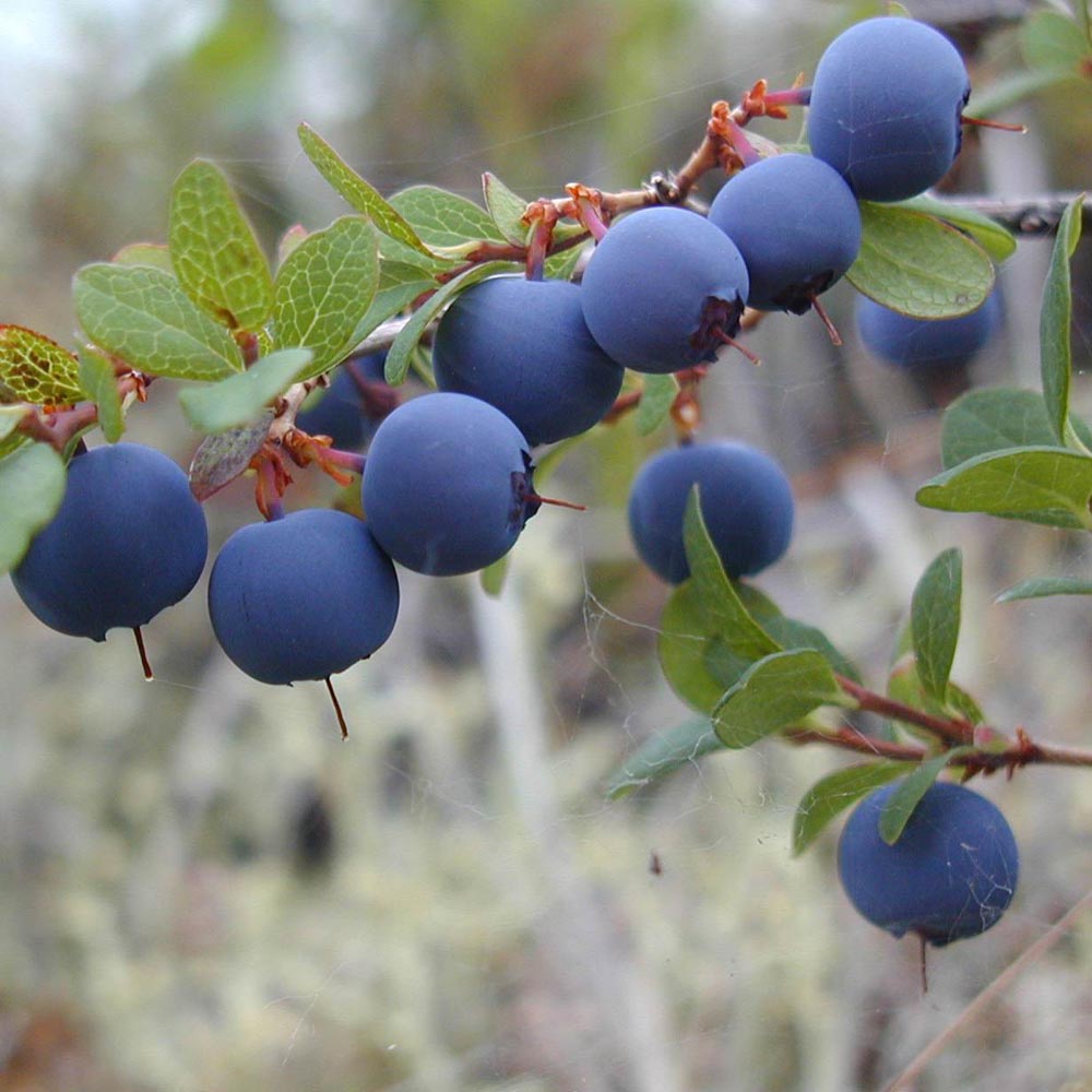 廠家供應(yīng)越橘提取物25%花青素,Bilberry Extract