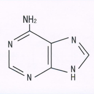 腺嘌呤,Adenine(6-Amino purine)