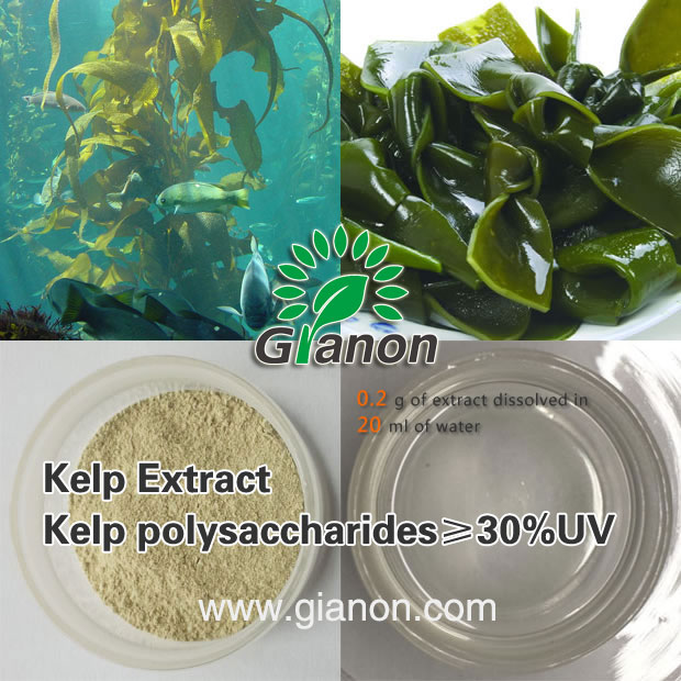 海帶多糖,Kelp Polysaccharide