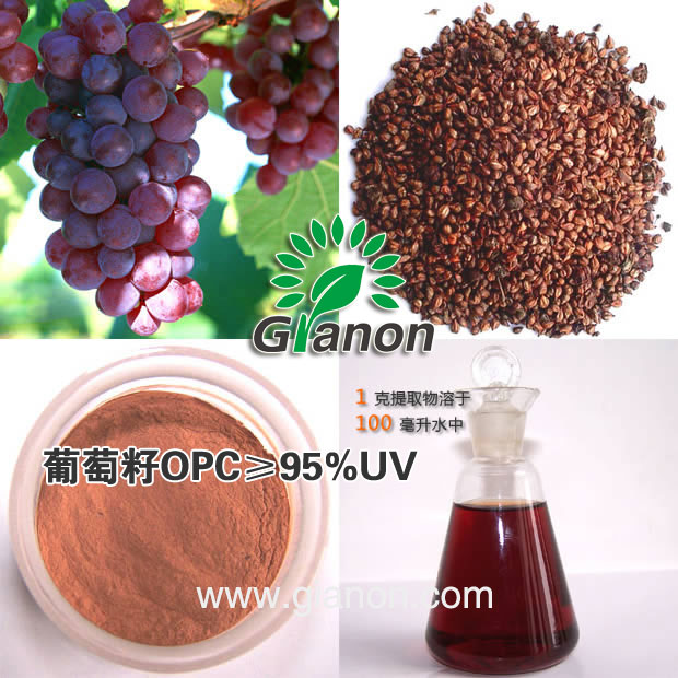 葡萄籽提取物,Grape Seed Extract