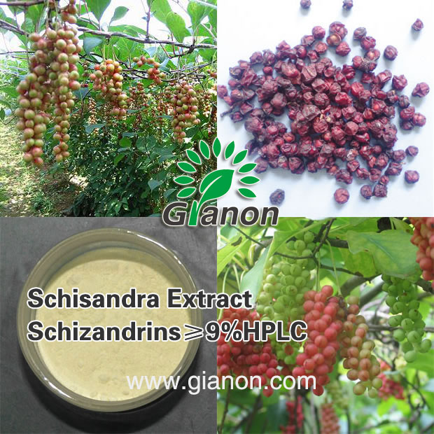 五味子提取物,Schisandra Extract