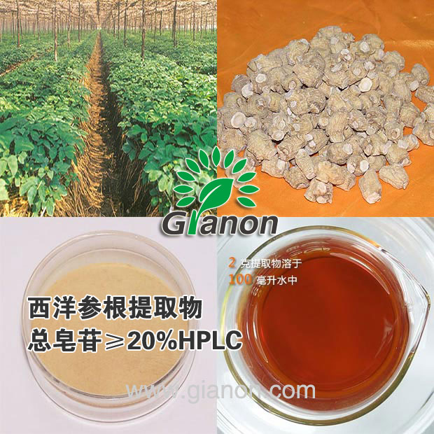 西洋參提取物,American Ginseng Root Extract