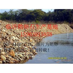 臨沂鵝卵石生產(chǎn)基地