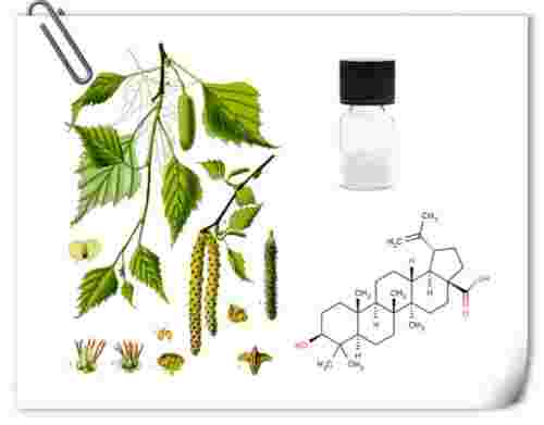 betulinic acid side effects Betulinic Acid,betulinic acid side effects Betulinic Acid