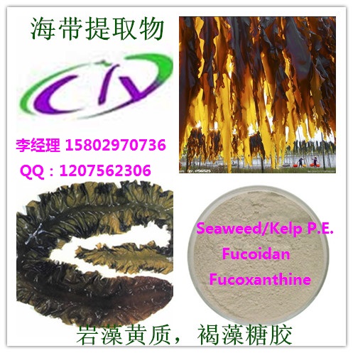 海带提取物 岩藻黄质/ 褐藻素fucoxanthine  10% -50% CAS#3351-86-8,fucoxanthine