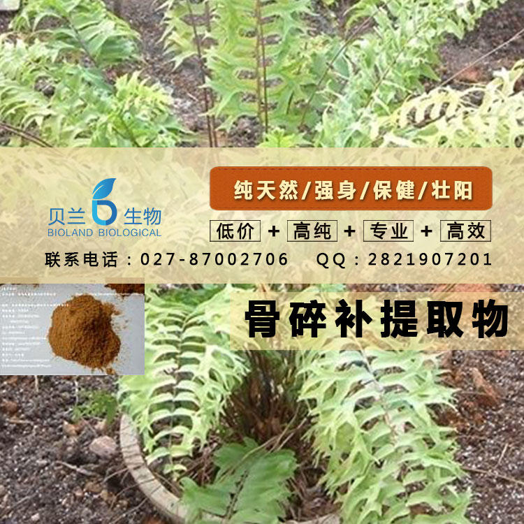 骨碎补提取物的市场价格，咨询15387057351,Drynaria fortunei extract