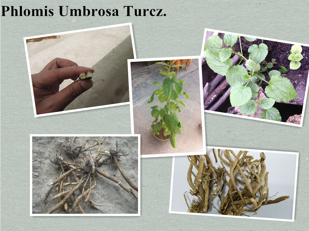 糙蘇提取物,Phlomis umbrosa Turcz