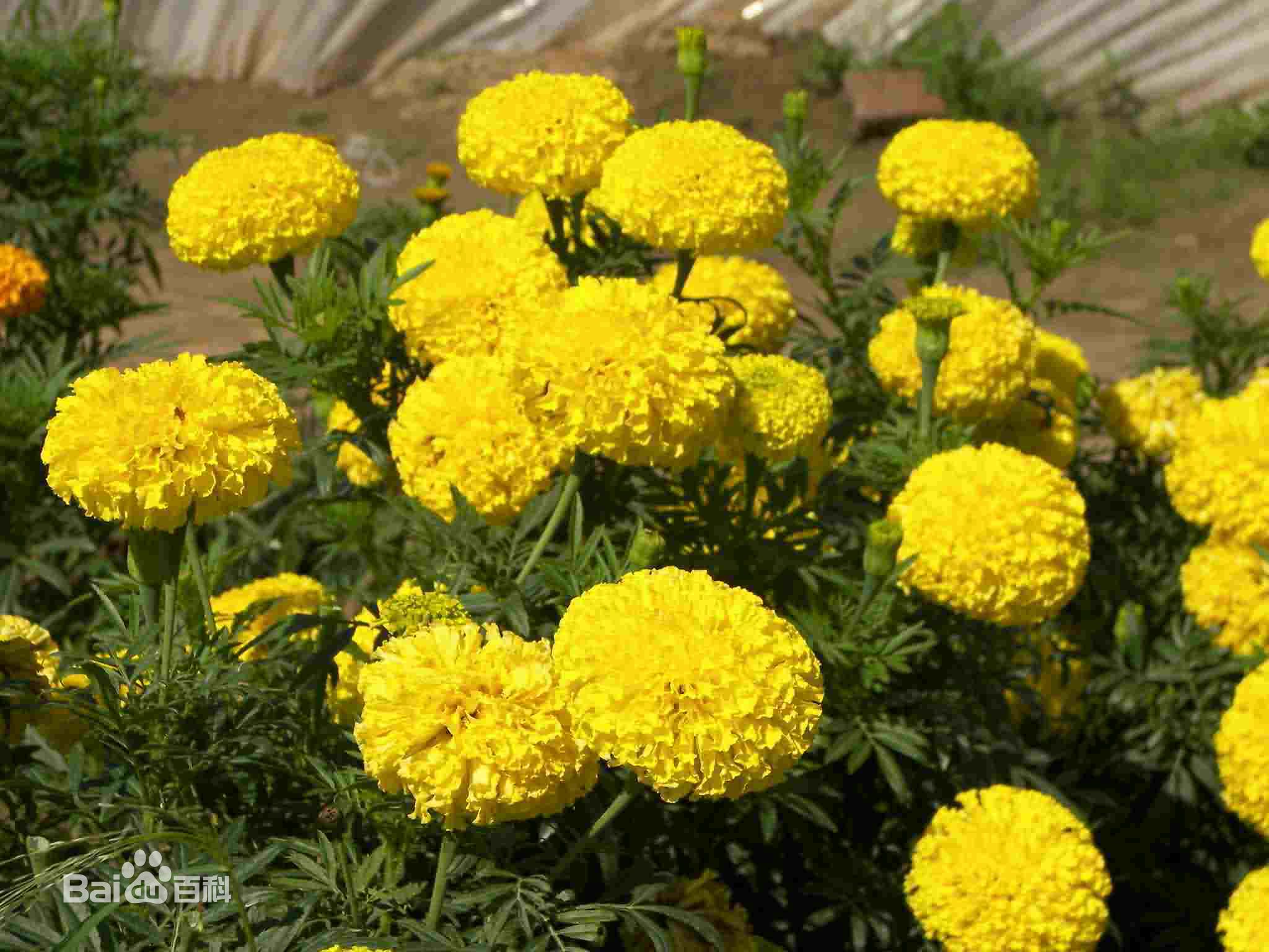 万寿菊提取物 广州市飞赛生物科技有限公司,Marigold Extract/Tagetes Erecta L.