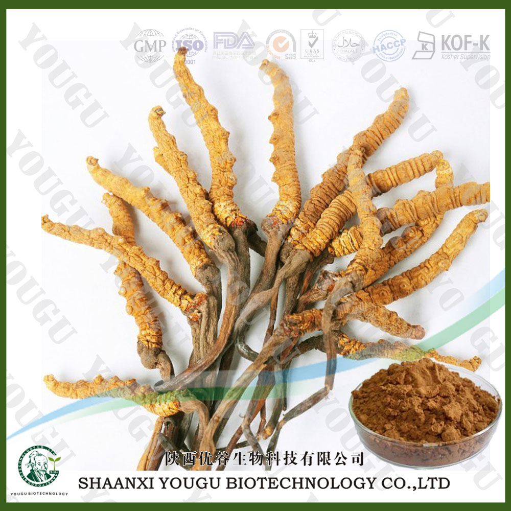 China Cordyceps sinensis Extract Polysaccharides Manufacturer,Cordyceps sinensis Extrac