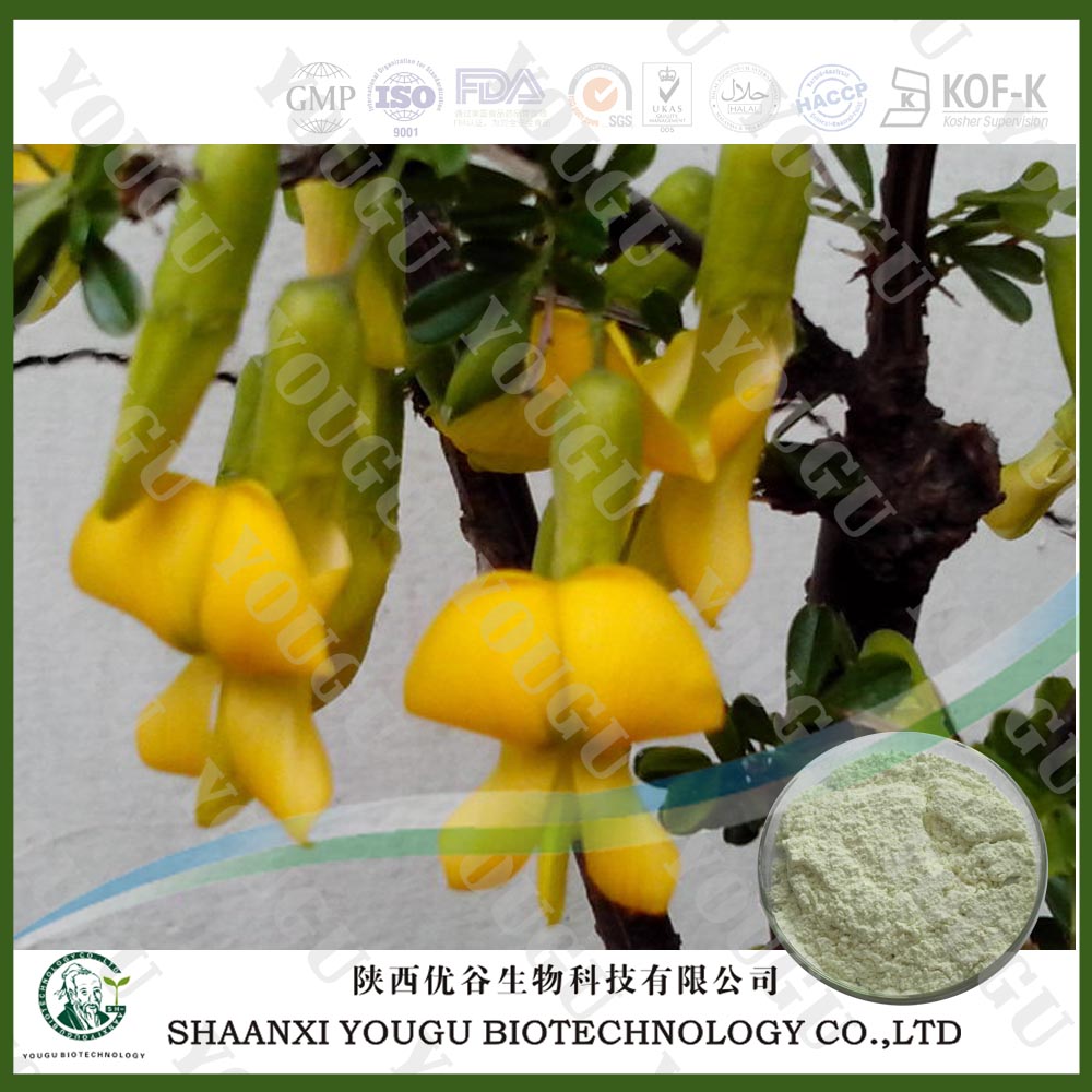 Herbal medicine extract manufacturer supply isoflavones genistein phytoestrogens,genistein