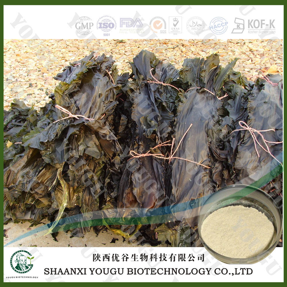 China Brown Seaweed Extract Fucoidan 95%, 85%/konbu fukoidan powder/kelp extract,Brown Seaweed Extract Fucoidan