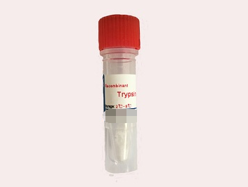 重组人胰蛋白酶,Recombinant Human Trypsin