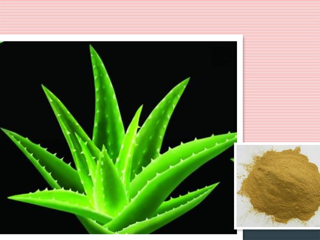 芦荟提取物 芦荟多糖50% 植物提取物 宁夏凯源生物现货提供,Aloe barbadensis extract