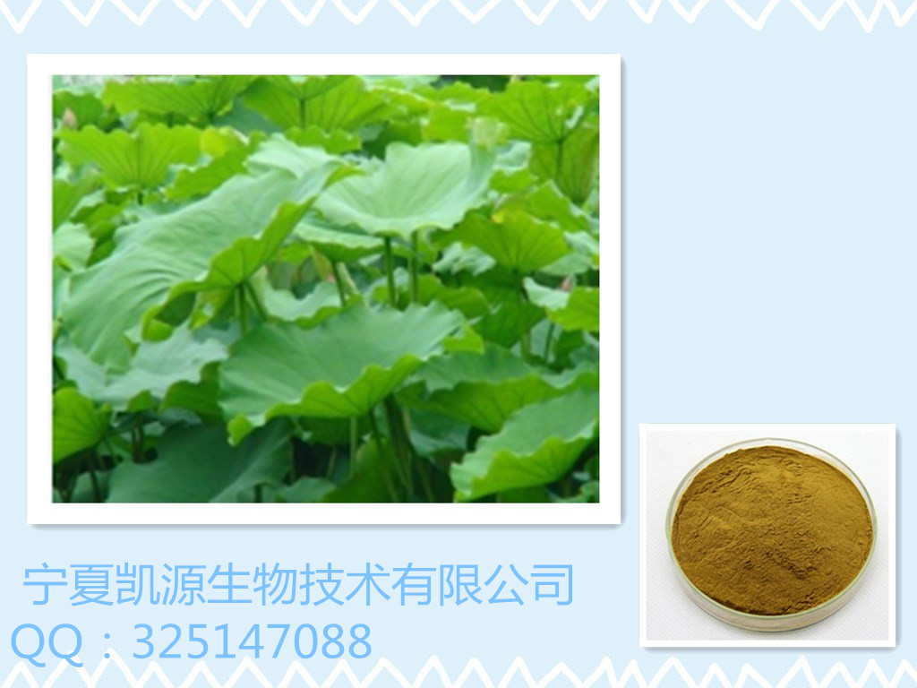 荷叶提取物  纯植物提取物 宁夏凯源专业提取工,lotus leaf p.e.