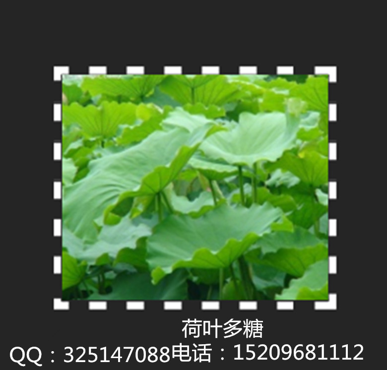 凯源厂家热销 纯植物提取物 荷叶提取物 荷叶多糖35% 欢迎选购,Lotus Leaf