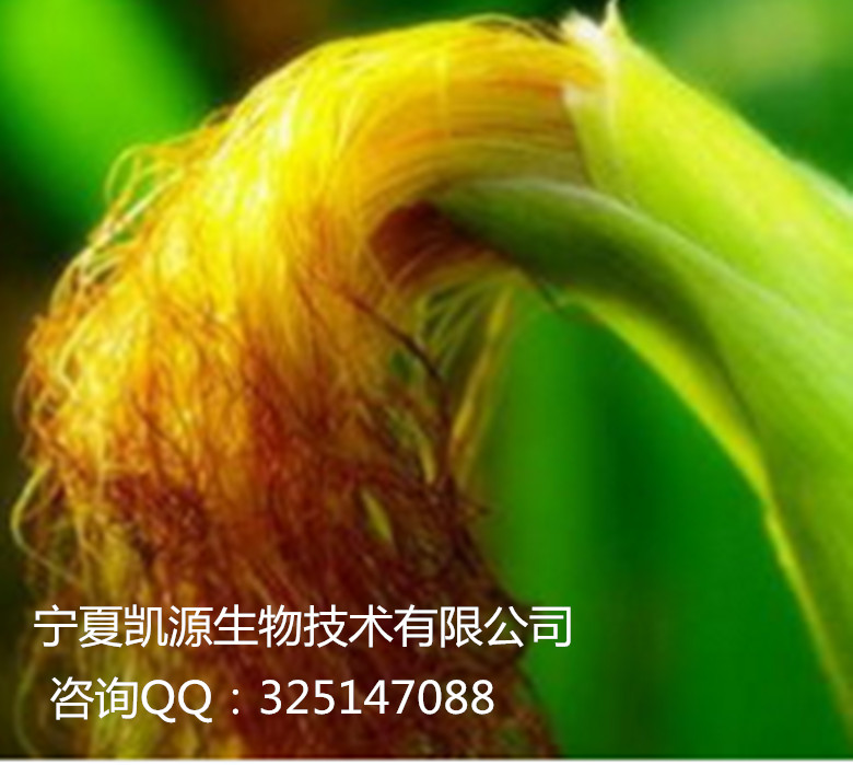 宁夏凯源生物厂家 现货直销 玉米须提取物 保证质量,Corn Silk Extract