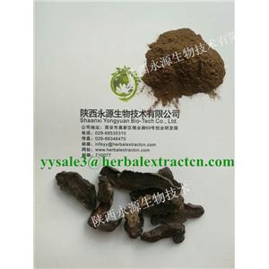 生地提取物， 生地黄提取物， Rehmannia Root Extract， 陕西永源生物