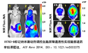 活性近红外荧光探针（IRB-NHS）检测试剂盒,IRB-NHS Fluorescence Probin