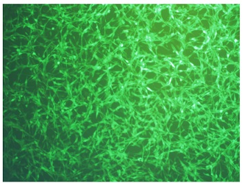 CT26-GFP/mCherry-luc小鼠结直肠癌稳转细胞株,CT26-GFP/mCherry-luc