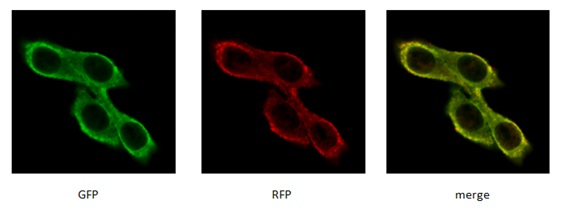 MCF-7 / mRFP-EGFP-LC3稳转细胞株,MCF-7 / mRFP-EGFP-LC3