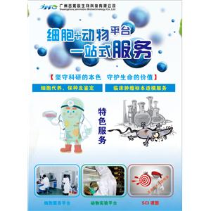 供应SK-N-SH [SKNSH]人神经母细胞瘤细胞 贴壁细胞 ATCC 广州吉妮欧生物