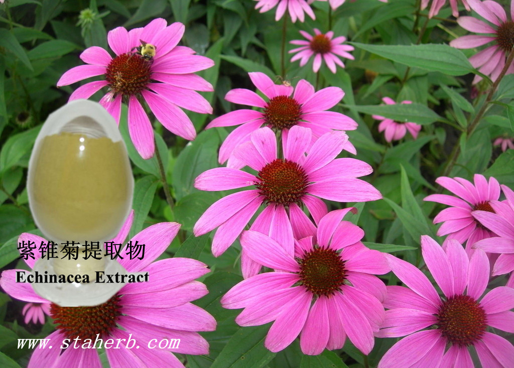 紫錐菊提取物,Echinacea P.E.