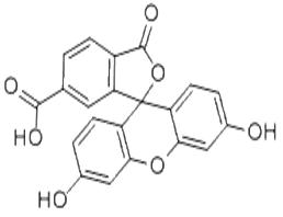 6-羧基荧光素