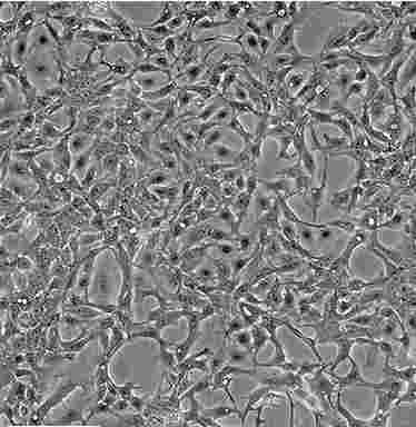 EBTr(NBL-4)贴壁复苏细胞系,EBTr(NBL-4)贴壁复苏细胞系