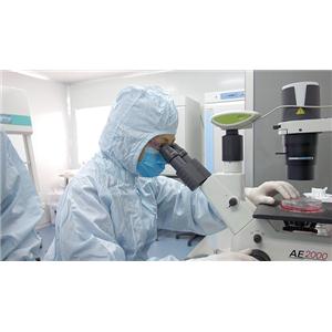 AGS细胞系专业培养|CRL-1739