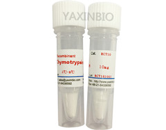 重组糜蛋白酶,Recombinant Human Chymotrypsin