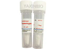 重组人糜蛋白酶,Recombinant human chymotrypsin
