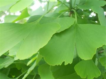 银杏叶提取物,ginkgo biloba extract