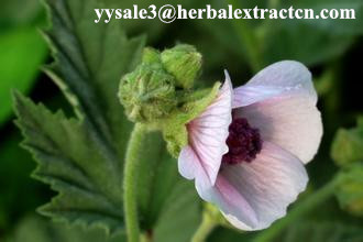 药蜀葵提取物 Althaea officinalis P.E. CAS号：73049-65-7 陕西永源生物,Althaea officinalis P.E
