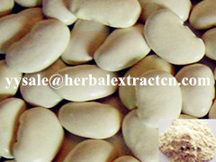 白芸豆提取物white kidney bean Extract  活性3000  陕西永源生物,white kidney bean Extract