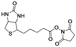 NHS-Biotin，Biotin-NHS,CAS:35013-72-0,NHS-Biotin