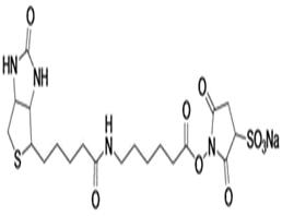 Sulfo-NHS-LC-Biotin，CAS:127062-22-0