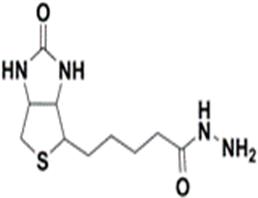 Biotin Hydrazide，CAS:66640-86-6