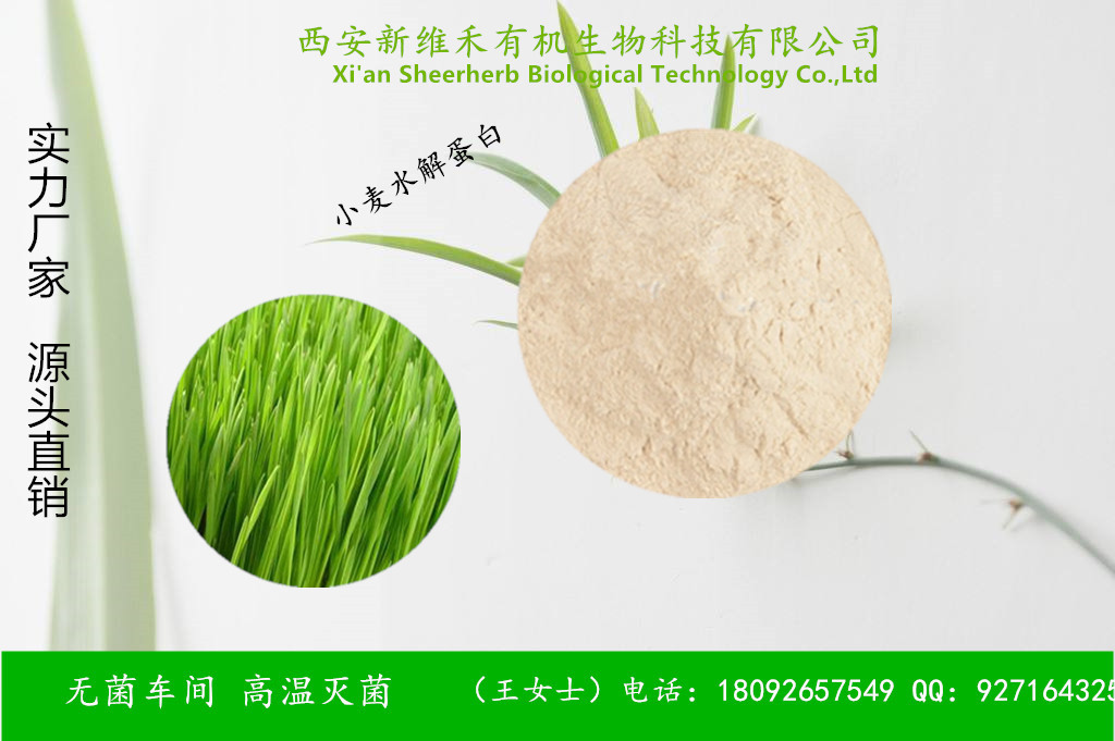 西安新维禾工厂价现货有机植物提取小麦水解蛋白,Wheat hydrolyzed protein