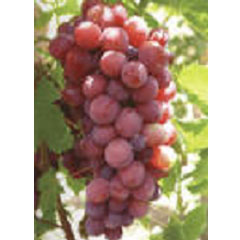 葡萄籽提取物--原花青素,Grape Seed P.E.