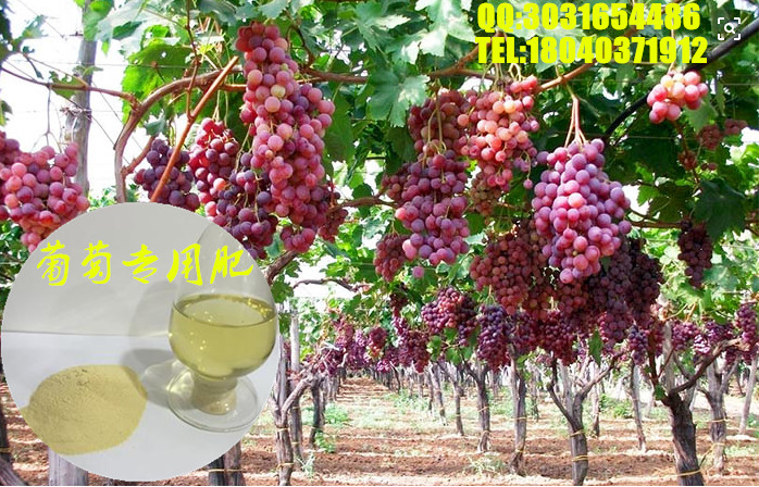 葡萄专用肥氨基酸螯合钙硼锌镁厂家直供,grape special fertilize