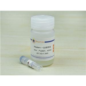 PUMA Polyclonal Antibod