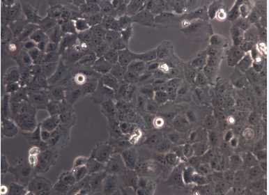 小鼠腹腔巨噬细胞,RAW264.7 Cells