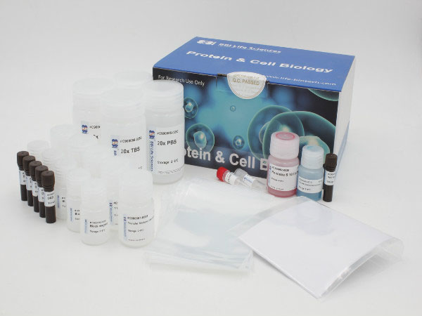 Western Blot试剂盒（大鼠），带NC膜,Western Blot Kit (Rat) with NC membrane