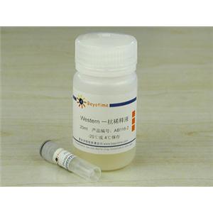 PHOSPHO-BCL-2(SER70)抗体