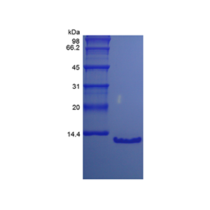 重组人PTH7-84,15N,Recombinant Human Parathyroid Hormone 7-84, 15N Stable Isotope Labeled