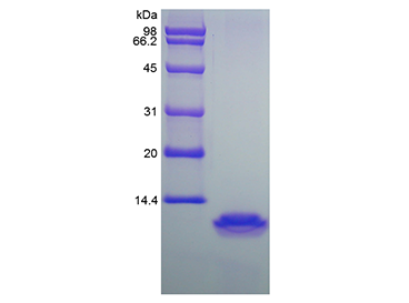 重组人MIP-4/CCL18,Recombinant Human Macrophage Inflammatory Protein-4/CCL18