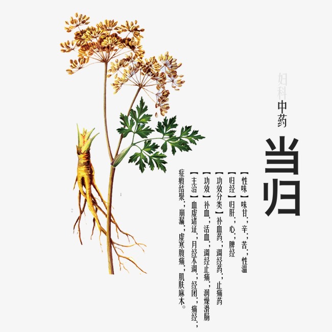 当归油,Angelicaoil