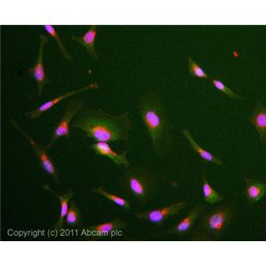 CASPASE-3抗體,Caspase-3 antibody