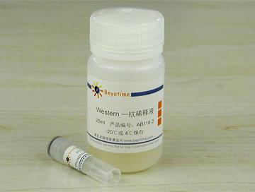 Phospho-Bcl-2(Ser70)抗体(兔单抗),Phospho-Bcl-2(Ser70)抗体(兔单抗)